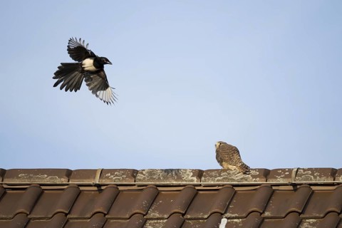 European magpie (Pica pica) attacks juvenile Common Common Kestrel (Falco tinnunculus) on house roof