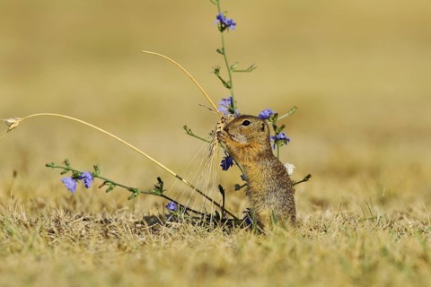 European Suslik (Spermophilus citellus) feeding a barley ferry