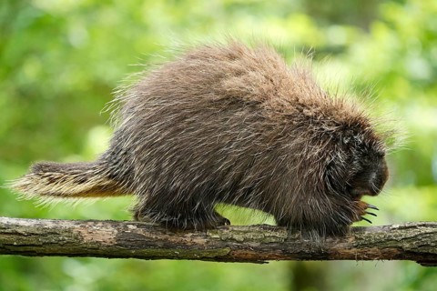 New World porcupine (Urson Erethizon Dorsatum) climbing on a branch
