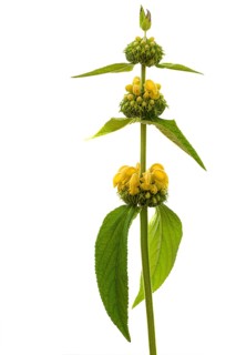 Turkish sage (Phlomis russeliana) on white ground