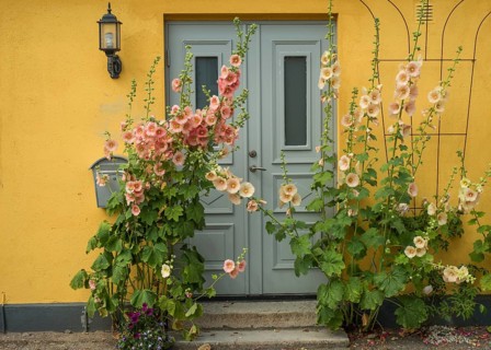Hollyhocks (Alcea rosea) at a gate in a yellow house in a small street in the idyllic downtown of Ystad