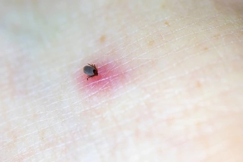 Castor Bean Tick (Ixodes ricinus)