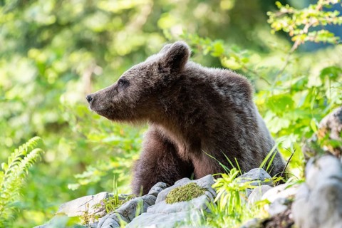 European brown bear (Ursus arctos arctos)