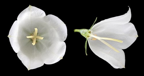 Peach-leaved bellflower (Campanula persicifolia)