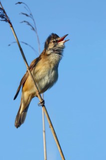 Great Reed Warbler (Acrocephalus arundinaceus) at the singing place on a reed stalk