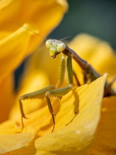 European mantis (mantis religiosa) on a flower