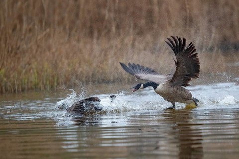A Canada goose (Branta canadensis) gander chases a rival across the water surface during courtship