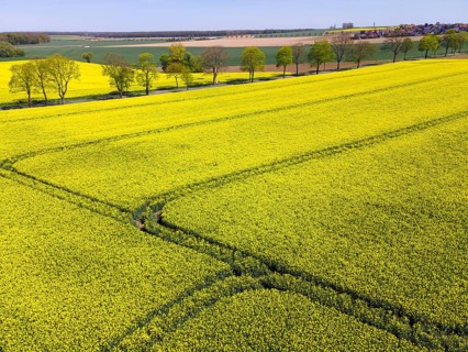 Drone image of a rapeseed field