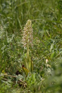 Bocksriemenzunge (Himantoglossum hircinum)