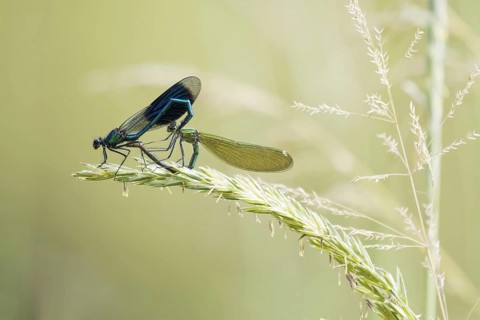 Banded demoiselles (Calopteryx splendens)