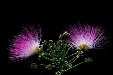 Bastard tamarind (Albizia julibrissin)