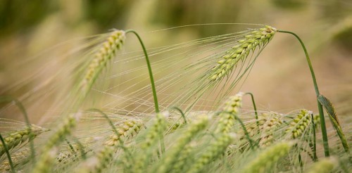 Ear of Barley (Hordeum vulgare) with dewdrops