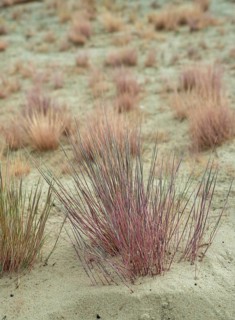 Dry sandy grassland in the Binnenduenen nature reserve near Klein Schmoelen