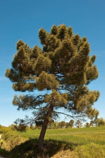 Aleppo Pine (Pinus halepensis)