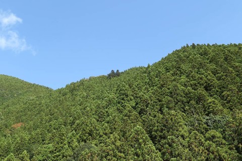 Green trees