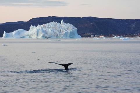 Humpback whale diving