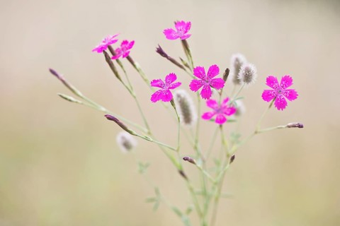 Maiden pinks (Dianthus deltoides) and Rabbitfoot clover (Trifolium arvense)