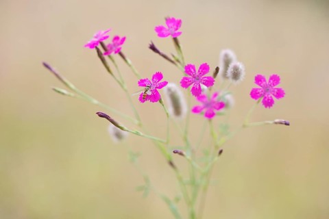 Maiden pinks (Dianthus deltoides) with hoverfly and Rabbitfoot clover (Trifolium arvense)