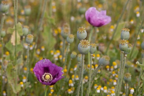 Opium poppy (Papaver somniferum)
