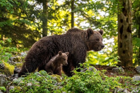 European brown bear (Ursus arctos arctos)