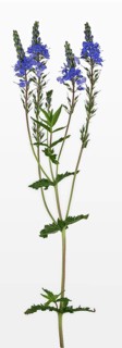 Veronica teucrium (Veronica teucrium)