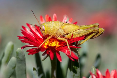 Egyptian locust (Anacridium aegyptium) on a flower