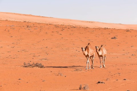 Camel in the desert