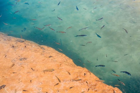 Fish at Wadi Bani Khalid