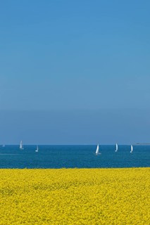 Rape field near Luetjenbrode