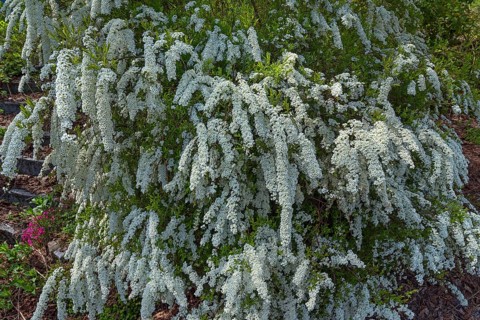 Flowering bridal spirea (Spiraea x arguta)
