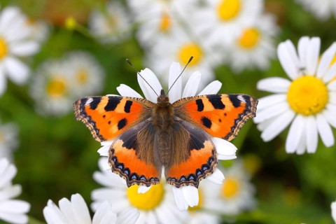 Small tortoiseshell (Aglais urticae) butterfly sitting on daisy flower (Leucanthemum)