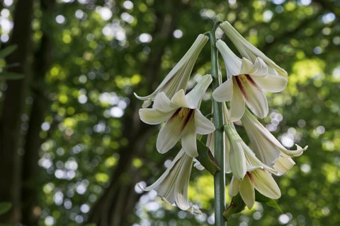 Giant Himalayan lily (Cardiocrinum giganteum)