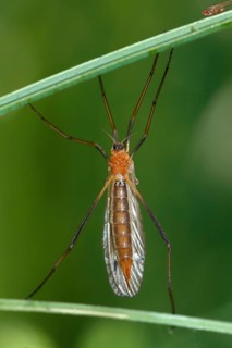 Cabbage gnat (Tipula oleracea) resting between blades of grass