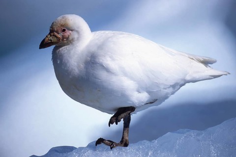 Snowy Sheatbill (Chionis albus)