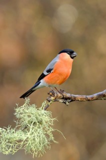 Eurasian bullfinch (Pyrrhula pyrrhula)