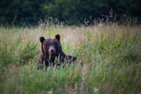 Brown bear (Ursus arctos)