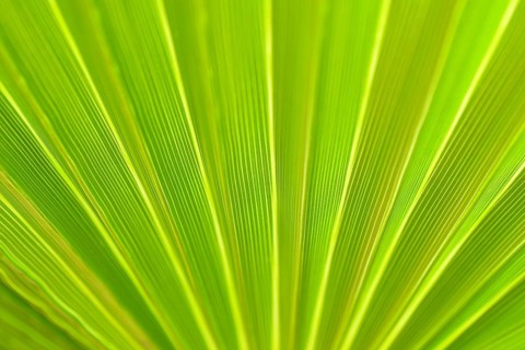 Fan palm Mexican Fan Palm (Washingtonia robusta)