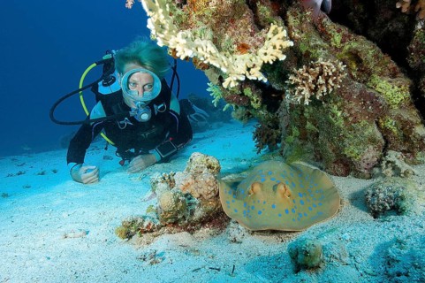 Diver looking at Bluespotted ribbontail ray (Taeniura lymma)