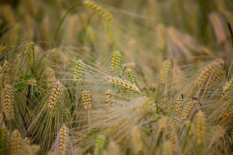 Ear of Barley (Hordeum vulgare) with dewdrops