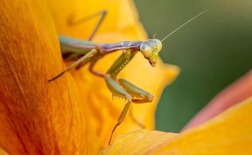 European mantis (mantis religiosa) on a flower
