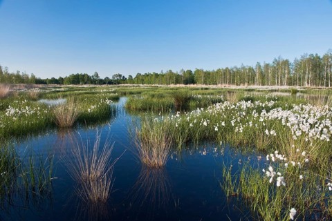 Common cottongrass (Eriophorum angustifolium) in a rewetting area