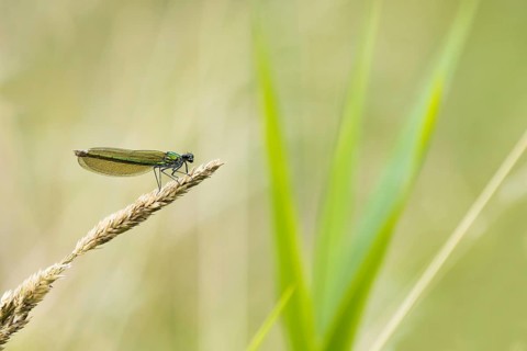 Banded demoiselle (calopteryx splendens)