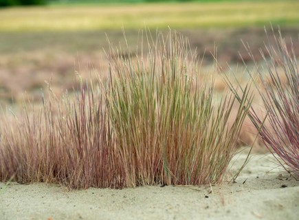 Dry sandy grassland in the Binnenduenen nature reserve near Klein Schmoelen