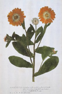 Marigold (Calendula)
