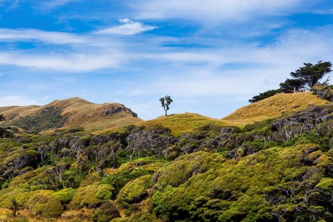 Landscape