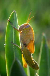 Egyptian locust (Anacridium aegyptium) on a plant