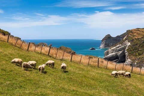 Flock of sheep at Cape Farewell