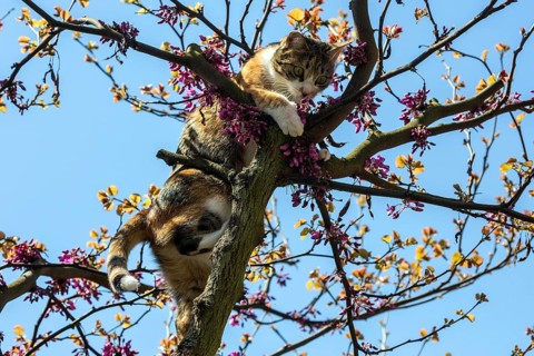 Cat (Felis catus)