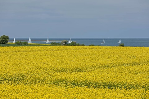 Rape field near Luetjenbrode