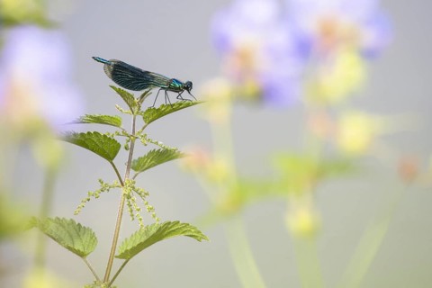 Banded demoiselle (calopteryx splendens)